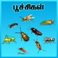 பாடங்கள்